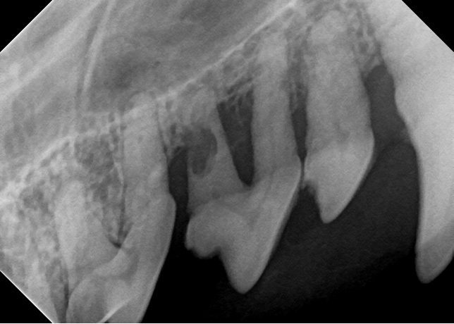 Cat_Teeth_X-ray