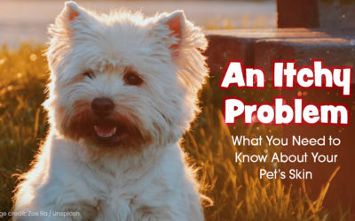 An Itchy Problem – What You Need to Know About Your Pet’s Skin