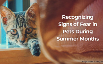 Recognizing Signs of Fear in Pets During Summer Months