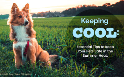 Keeping Cool: Essential Tips to Keep Your Pets Safe in the Summer Heat