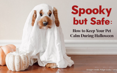 Spooky but Safe: How to Keep Your Pet Calm During Halloween