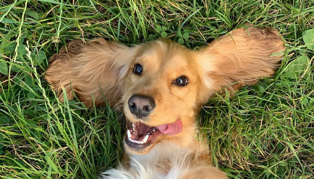 A brown dog with long ears lies on its back in grass, tongue out, appearing playful and happy.