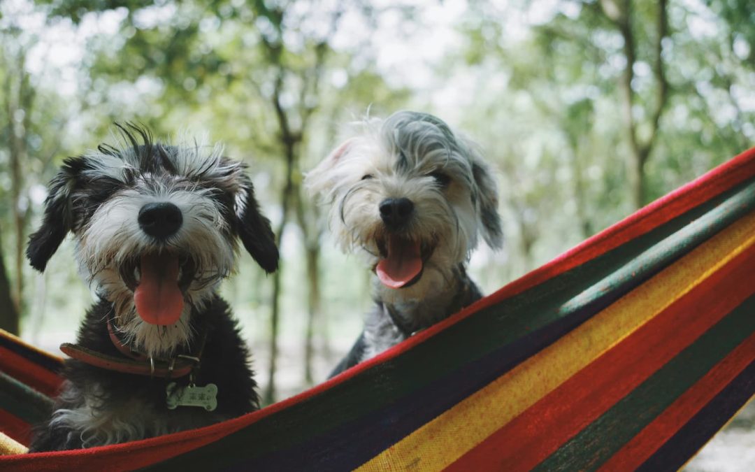 Two small, scruffy dogs sit together on a colorful striped hammock outdoors, both with their tongues out and facing the camera. Trees are visible in the background.