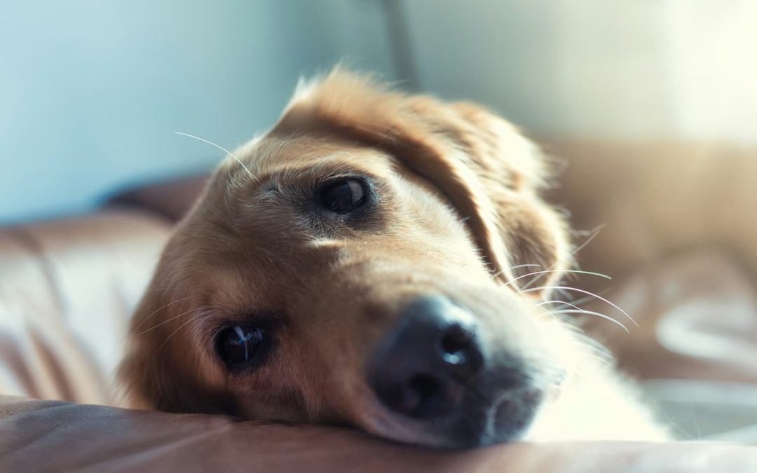 A close-up of a golden retriever lying on a brown sofa with its head resting and looking toward the camera.