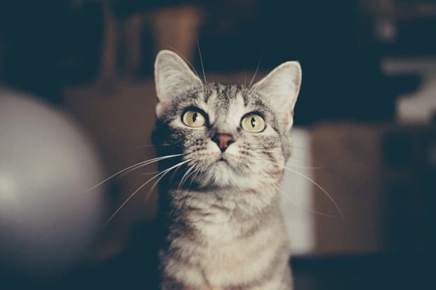 A grey tabby cat with yellow eyes stares ahead, sitting indoors with a blurred background.