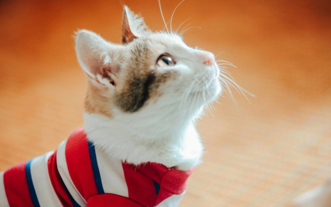 Discover how small, everyday steps in preventive pet care can lead to longer, healthier lives for your furry family members.