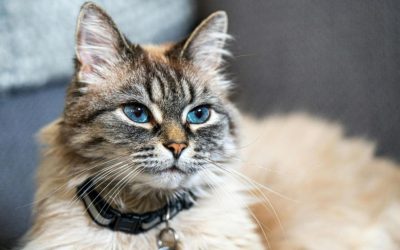 Monthly Prevention vs. “As Needed” Treatment: What’s Best for Your Pet?